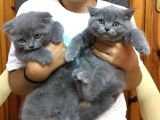 Scottish Fold Ve Scottish Straight Yavru Sahiplendirilecektir