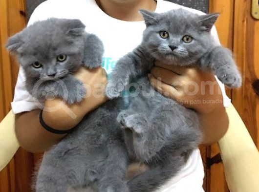 Scottish Fold Ve Scottish Straight Yavru Sahiplendirilecektir görsel