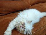 Acillllll Sahiplendirilecek Dişi Exotic Longhair Yavrumuz