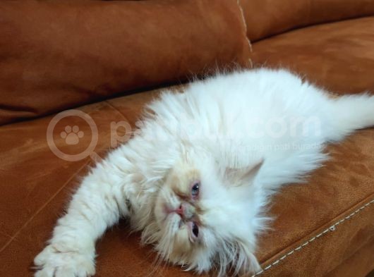 Acillllll Sahiplendirilecek Dişi Exotic Longhair Yavrumuz görsel