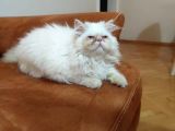 Acillllll Sahiplendirilecek Dişi Exotic Longhair Yavrumuz