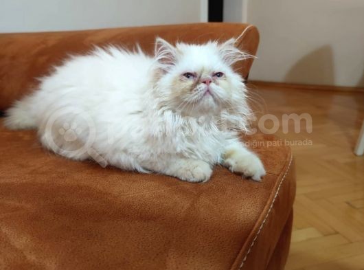 Acillllll Sahiplendirilecek Dişi Exotic Longhair Yavrumuz görsel