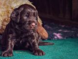 Çikolata Labrador Isteyenler Için Gerçek Kalite!