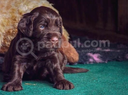 Çikolata Labrador Isteyenler Için Gerçek Kalite!