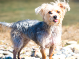 A Kalite Morkie Yavrular