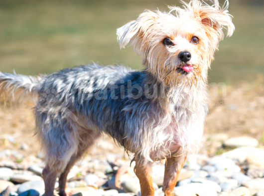 A Kalite Morkie Yavrular görsel