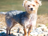 A Kalite Morkie Yavrular