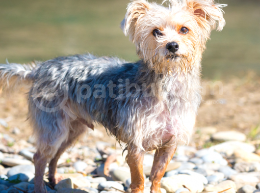 A Kalite Morkie Yavrular