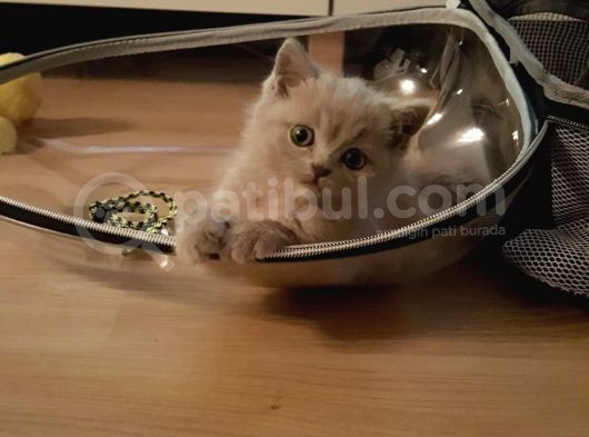 Safkan British Shorthair görsel