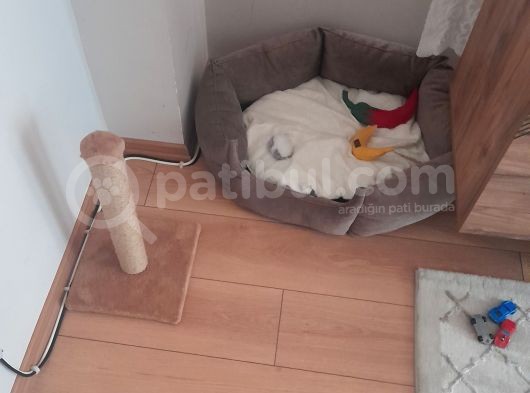 2 Aylık Kedim Ful Mama Ful Kum Ve Taşıma Gibi Tüm Aldığım Urunleride Veriyorum görsel