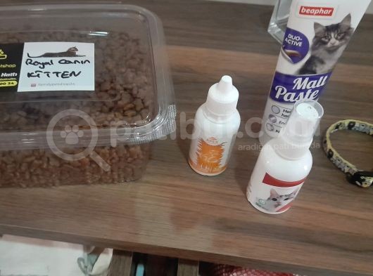 2 Aylık Kedim Ful Mama Ful Kum Ve Taşıma Gibi Tüm Aldığım Urunleride Veriyorum görsel