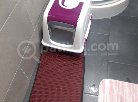 2 Aylık Kedim Ful Mama Ful Kum Ve Taşıma Gibi Tüm Aldığım Urunleride Veriyorum görsel