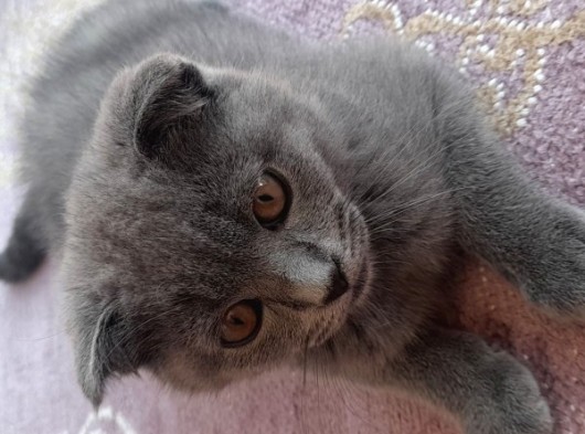 2 Aylık Kedim Ful Mama Ful Kum Ve Taşıma Gibi Tüm Aldığım Urunleride Veriyorum