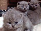 Safkan British Shorthair