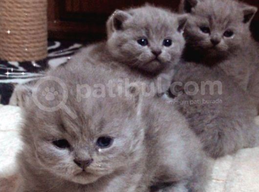 Safkan British Shorthair görsel