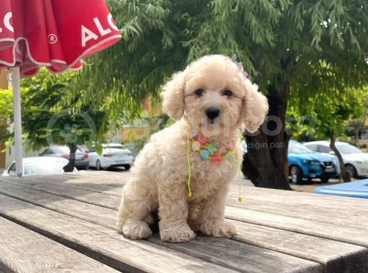 Safkan Toy Poodle Yavrular görsel