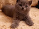 Safkan British Shorthair
