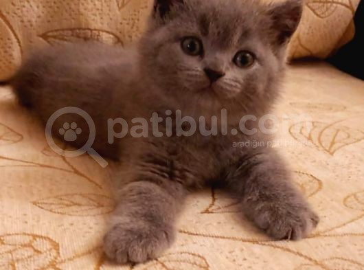 Safkan British Shorthair görsel