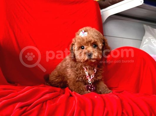 Orji̇nal Toy Poodle  görsel