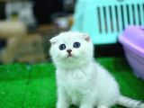Küt Kafa Si̇lver Scotti̇sh Fold