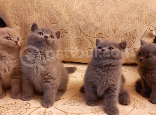 Safkan British Shorthair görsel