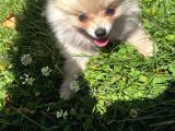 Teddy Face Pomeranian Boo & Erkek 3 Aylık