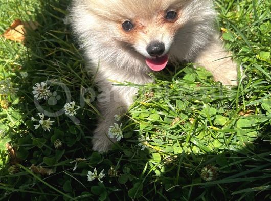 Teddy Face Pomeranian Boo & Erkek 3 Aylık görsel