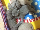 Safkan British Shorthair
