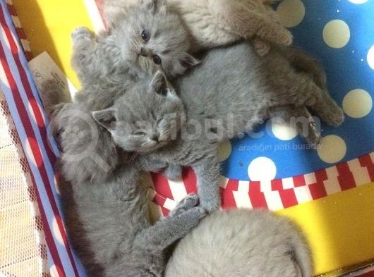 Safkan British Shorthair görsel