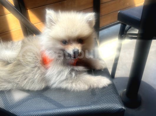 Teddy Face Pomeranian Boo & Erkek 3 Aylık görsel