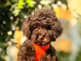 Safkan Toy Poodle Yavrular