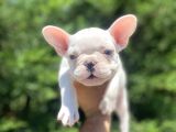 Özel Mavi̇ Gözlü French Bulldog Bebeği̇mi̇z