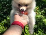 Teddy Face Pomeranian Boo & Erkek 3 Aylık
