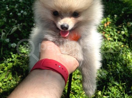 Teddy Face Pomeranian Boo & Erkek 3 Aylık görsel