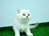 Mas Mavi̇ Gözlü Si̇lver Brti̇si̇h Shorthai̇r