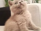 Safkan British Shorthair