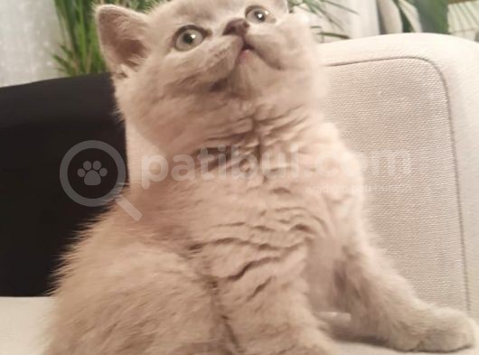 Safkan British Shorthair görsel