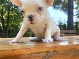Mavi̇ Gözlü Lekesi̇z French Bulldog Yavrumuz