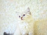 Lynx Poi̇nt Bri̇ti̇sh Shorthai̇r