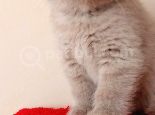 Safkan British Shorthair görsel