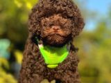 Safkan Toy Poodle Yavrular