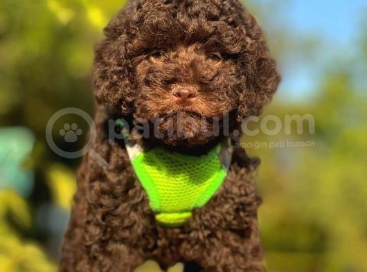 Safkan Toy Poodle Yavrular görsel