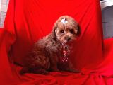 Orji̇nal Toy Poodle 