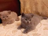 Safkan British Shorthair