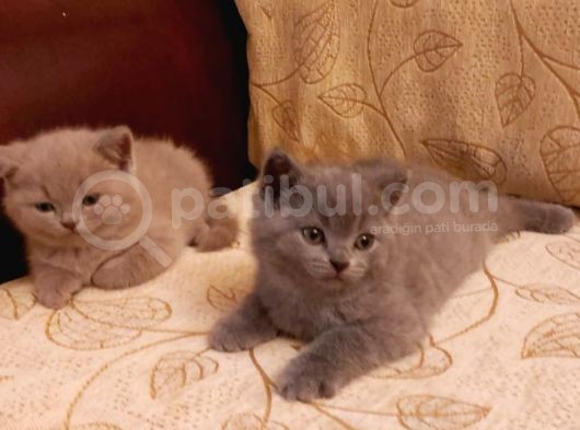 Safkan British Shorthair görsel