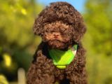 Safkan Toy Poodle Yavrular