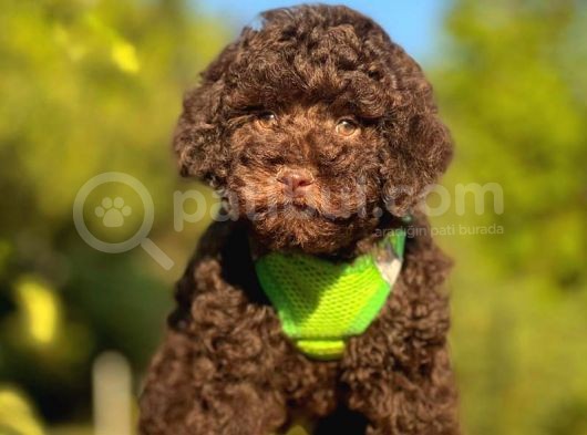 Safkan Toy Poodle Yavrular görsel