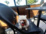 Teddy Face Pomeranian Boo & Erkek 3 Aylık