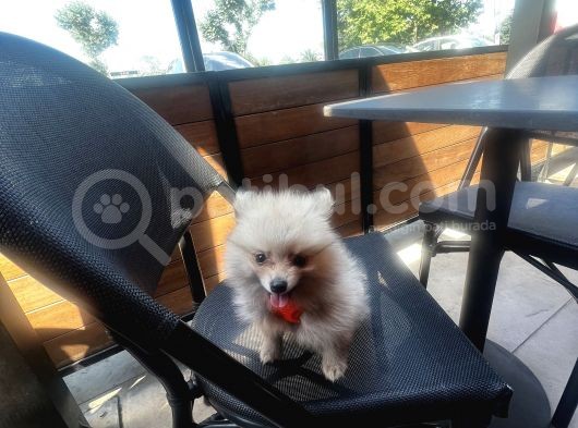 Teddy Face Pomeranian Boo & Erkek 3 Aylık görsel