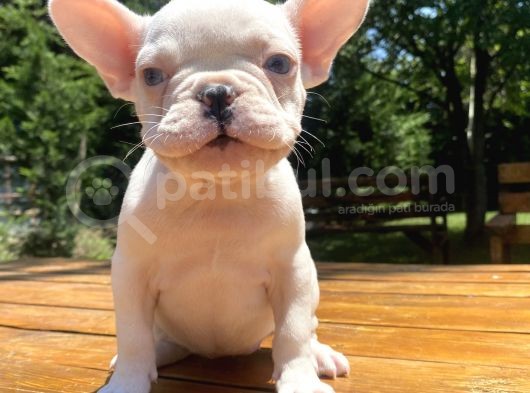 Mavi̇ Gözlü Lekesi̇z French Bulldog Yavrumuz